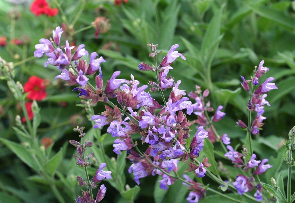 Photo of Culinary Sages (Salvia officinalis) uploaded by DianeSeeds