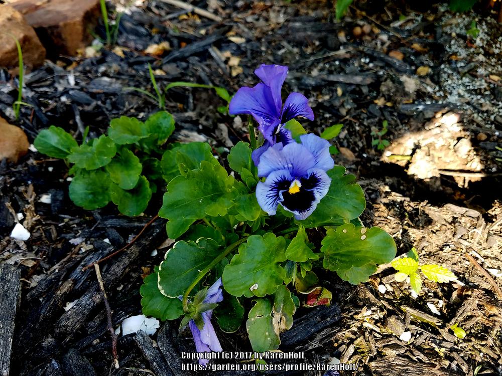 Photo of Violet (Viola cornuta 'Frizzle Sizzle Blue') uploaded by KarenHolt