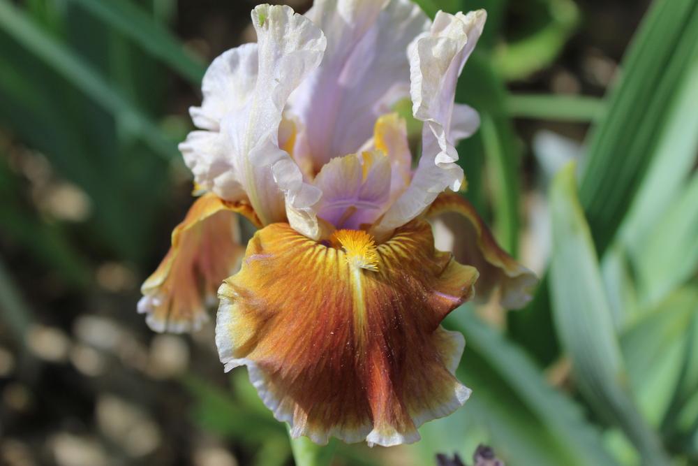 Photo of Intermediate Bearded Iris (Iris 'Man's Best Friend') uploaded by Misawa77