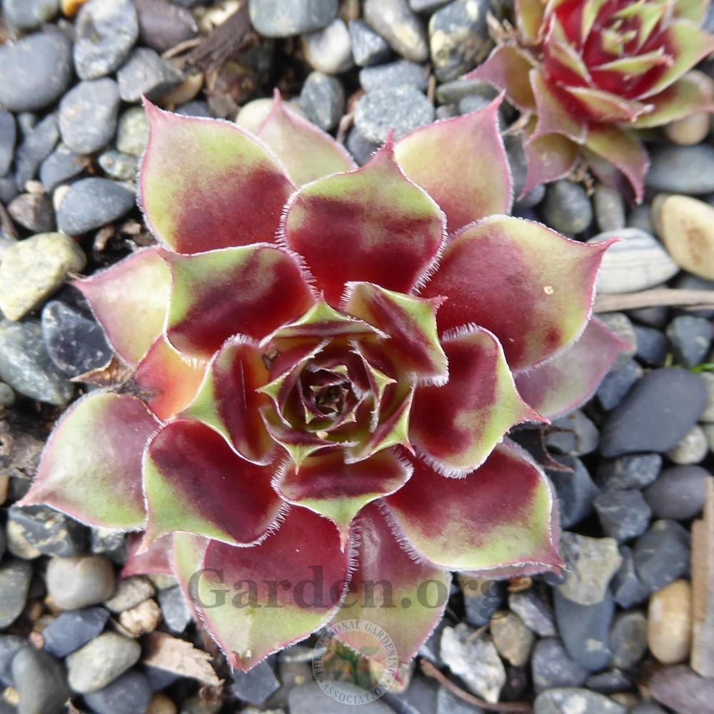 Photo of Hen and Chicks (Sempervivum 'Stuffed Olive') uploaded by Patty