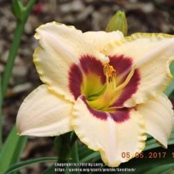Location: Enterprise, Al. 36330
Date: 2017-05-05
Fist bloom ever in my garden