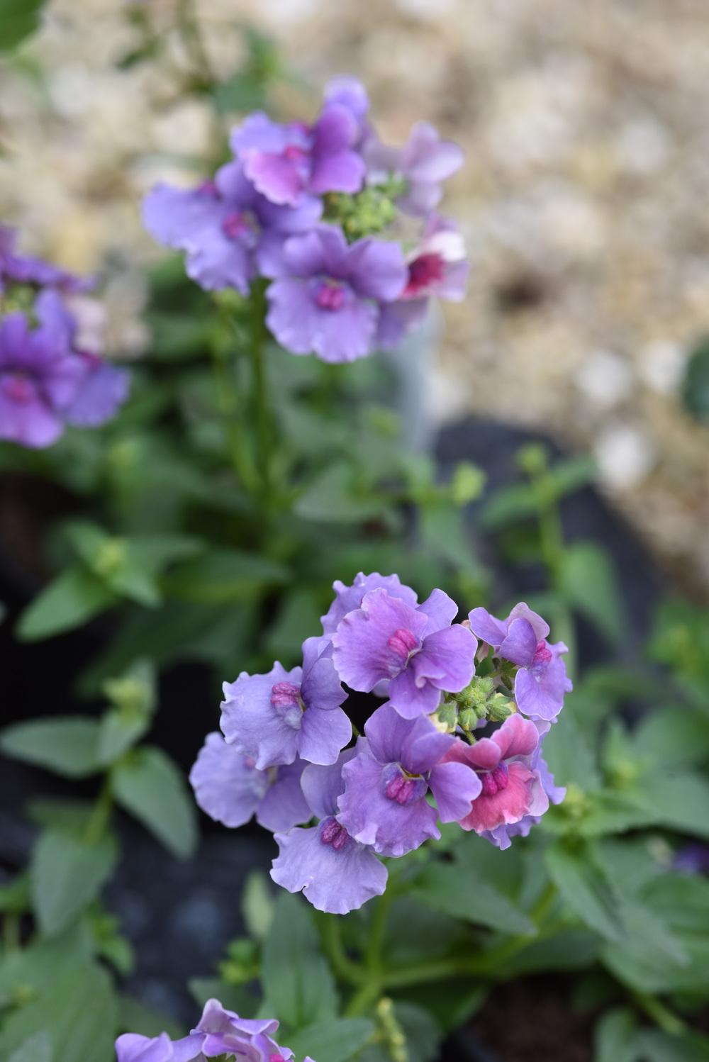 Photo of Nemesia 'Mirabelle' uploaded by cliftoncat