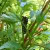 Black Swallowtail caterpillar on the stems of a Lovage plant , on
