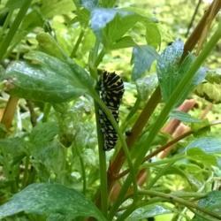Location: Woodbridge , Va
Date: 10-01-16
Black Swallowtail caterpillar on the stems of a Lovage plant , on