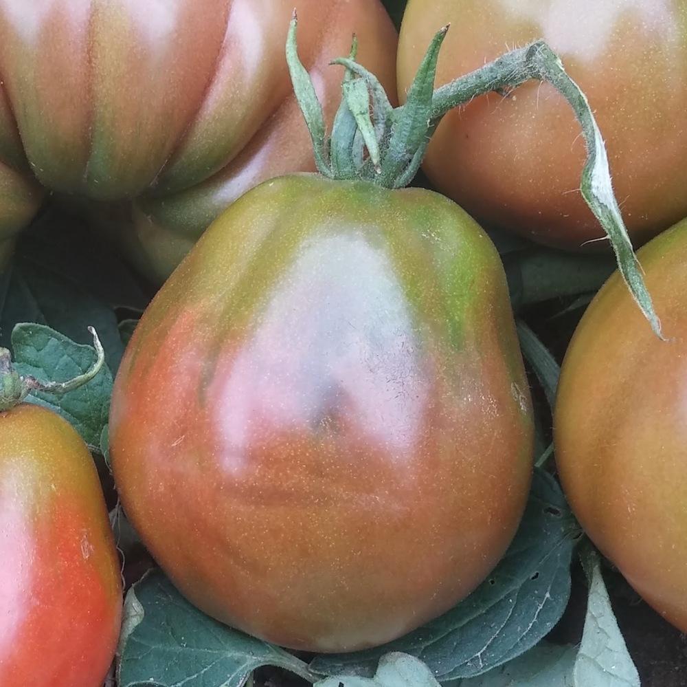 Photo of Tomato (Solanum lycopersicum 'Japanese Trifele Black') uploaded by missmaven