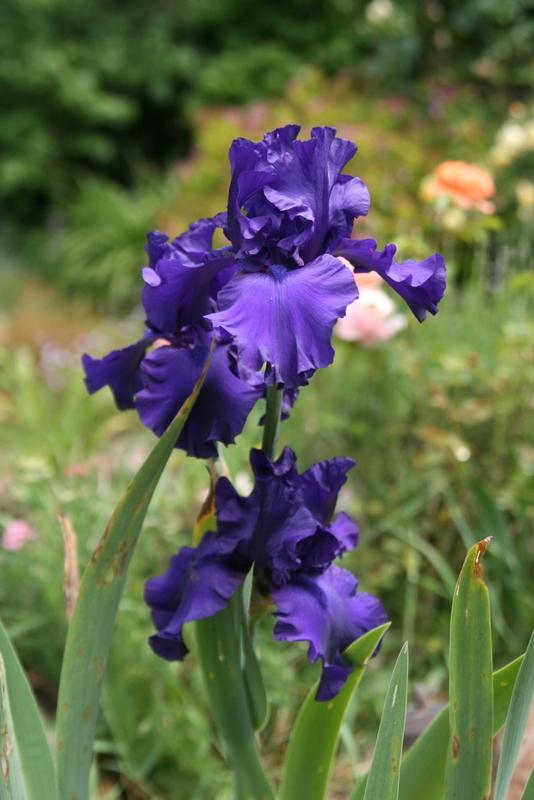 Photo of Tall Bearded Iris (Iris 'Dusky Challenger') uploaded by Calif_Sue