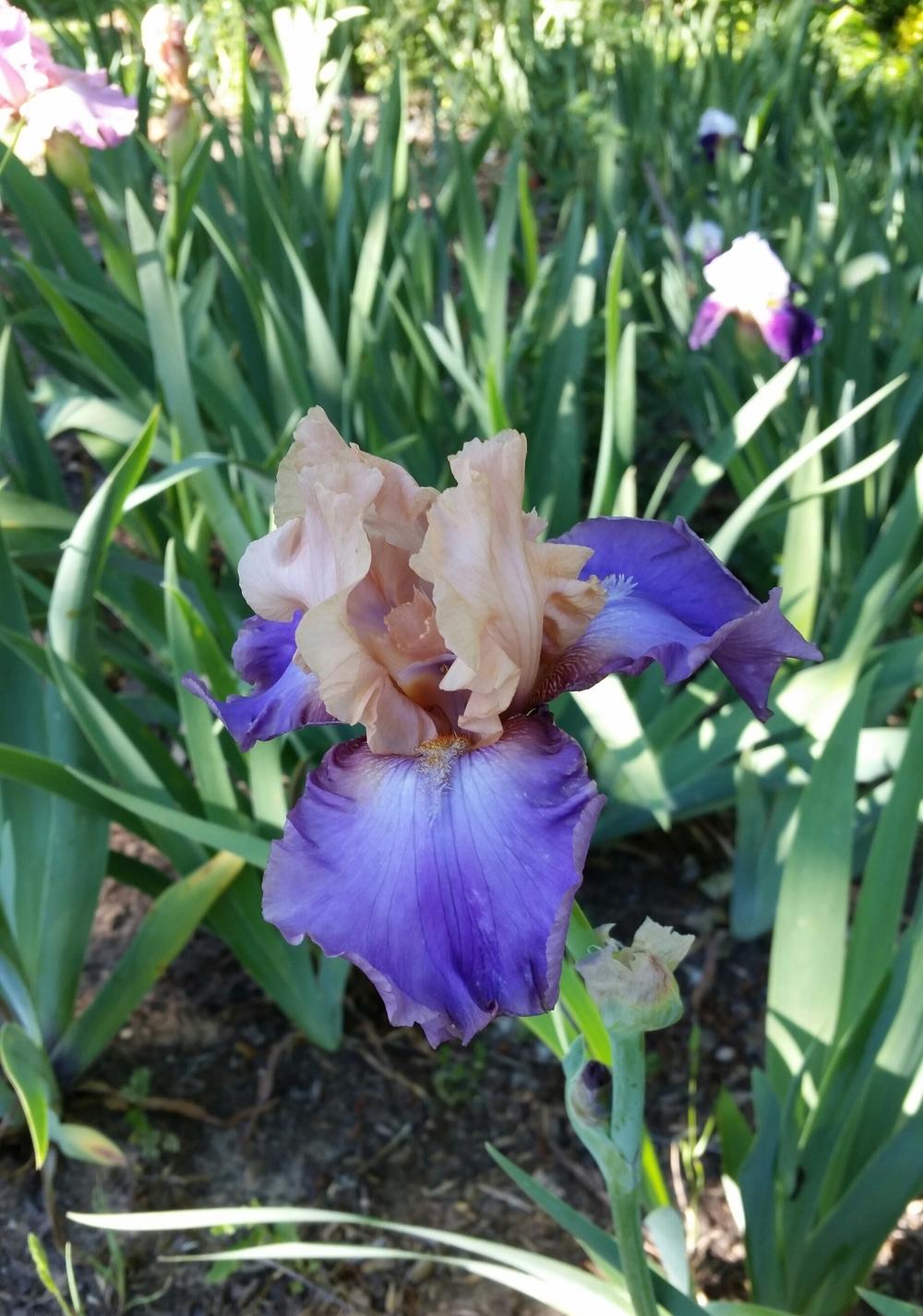 Photo of Tall Bearded Iris (Iris 'Poem of Ecstasy') uploaded by FAIRYROSE