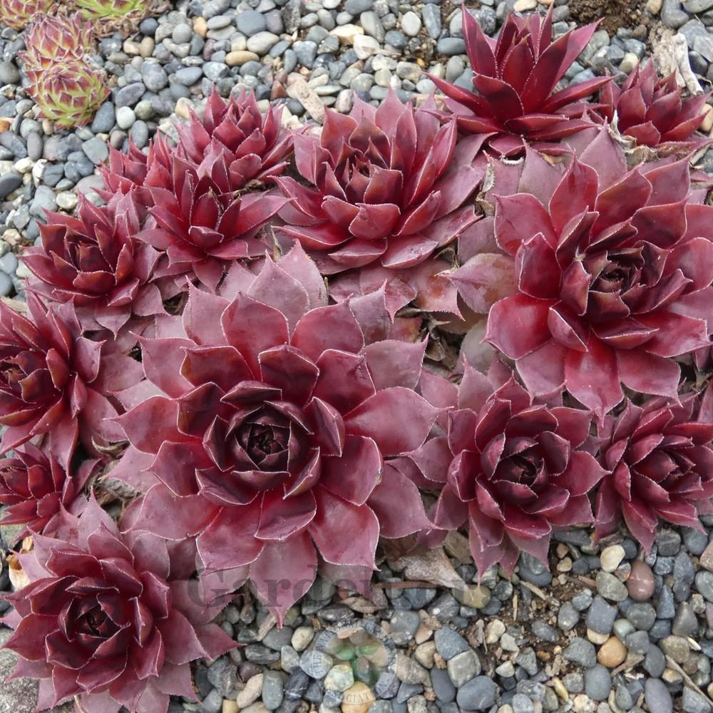 Photo of Hen and Chicks (Sempervivum 'Pacific Jordan') uploaded by Patty