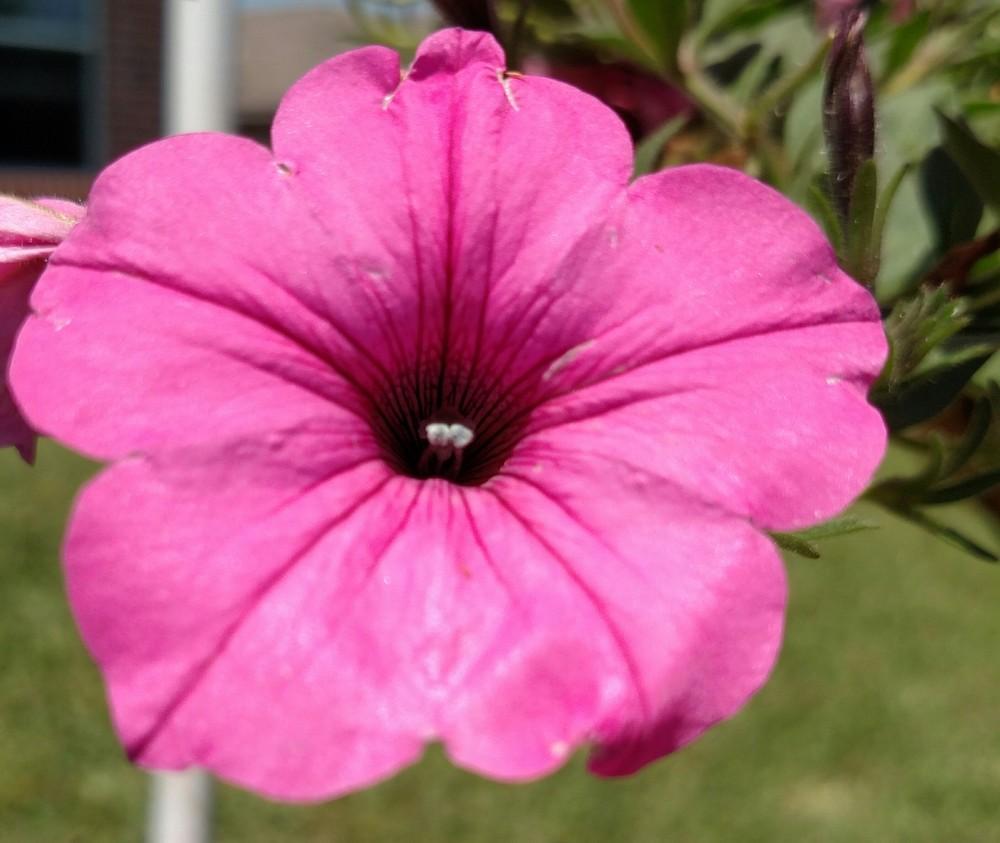 Photo of Multiflora Spreading/Trailing Petunia (Petunia Supertunia® Vista Bubblegum) uploaded by Sarafoot