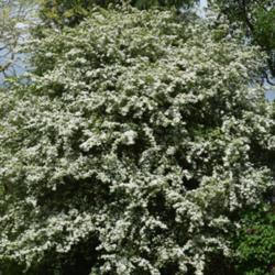 Location: Oxfordshire, England
Date: 2017-05-06
Also called the May-tree