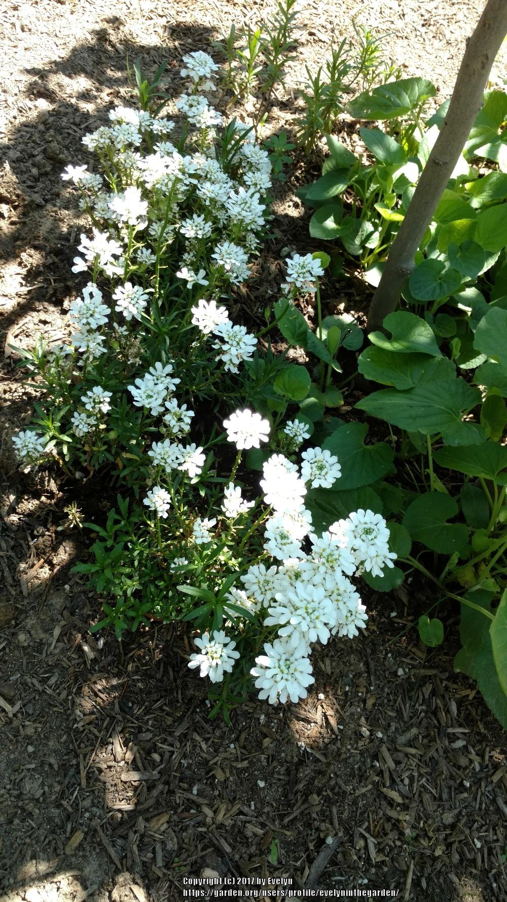 Photo of Evergreen Candytuft (Iberis sempervirens) uploaded by evelyninthegarden