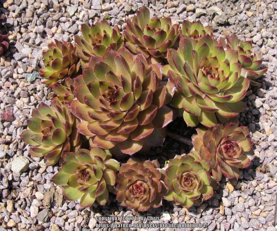 Photo of Hen and Chick (Sempervivum 'Limbo') uploaded by goldfinch4