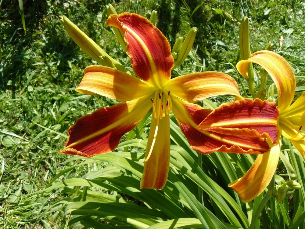 Photo of Daylilies (Hemerocallis) uploaded by haloun
