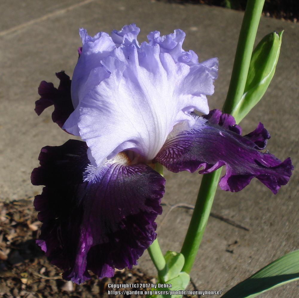 Photo of Tall Bearded Iris (Iris 'Fit for a King') uploaded by lovemyhouse