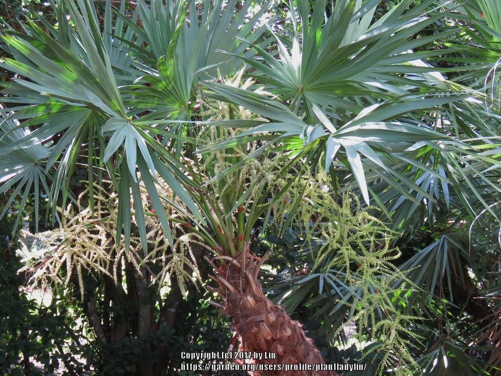 Photo of Saw Palmetto (Serenoa repens) uploaded by plantladylin