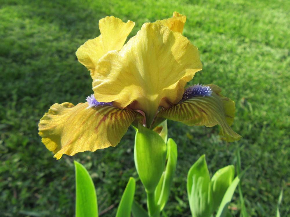Photo of Standard Dwarf Bearded Iris (Iris 'Killarney Green') uploaded by tveguy3
