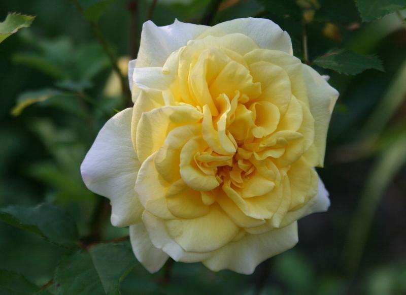 Photo of Rose (Rosa 'Golden Fairy Tale') uploaded by Calif_Sue