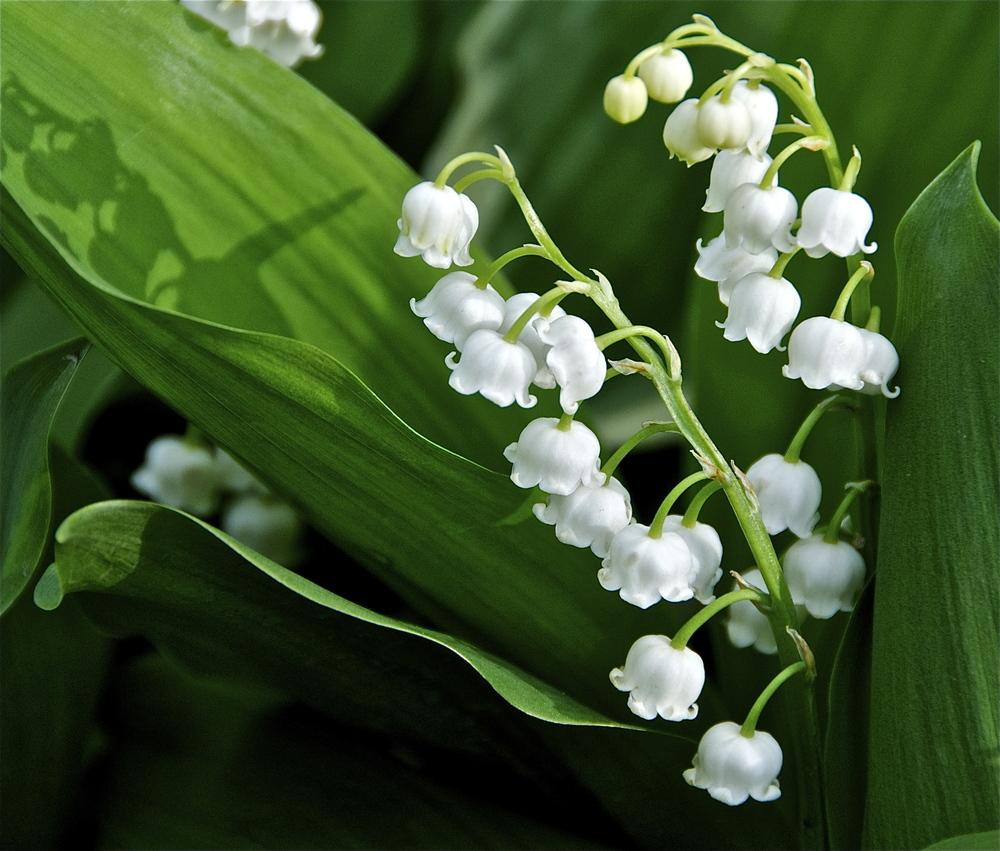 Photo of Lilies of the Valley (Convallaria) uploaded by Fleur569