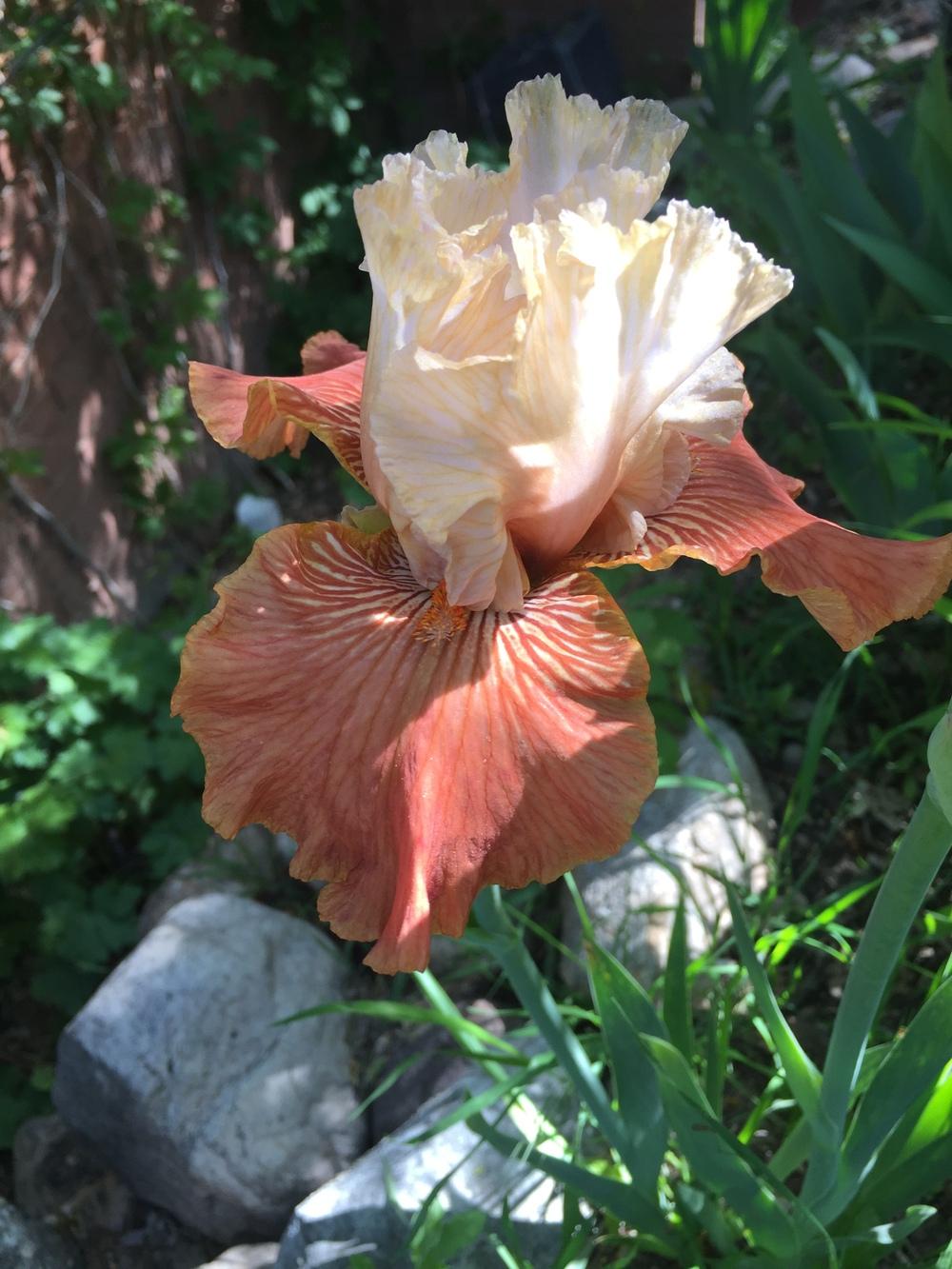 Photo of Tall Bearded Iris (Iris 'Mandarin Morning') uploaded by SpringGreenThumb