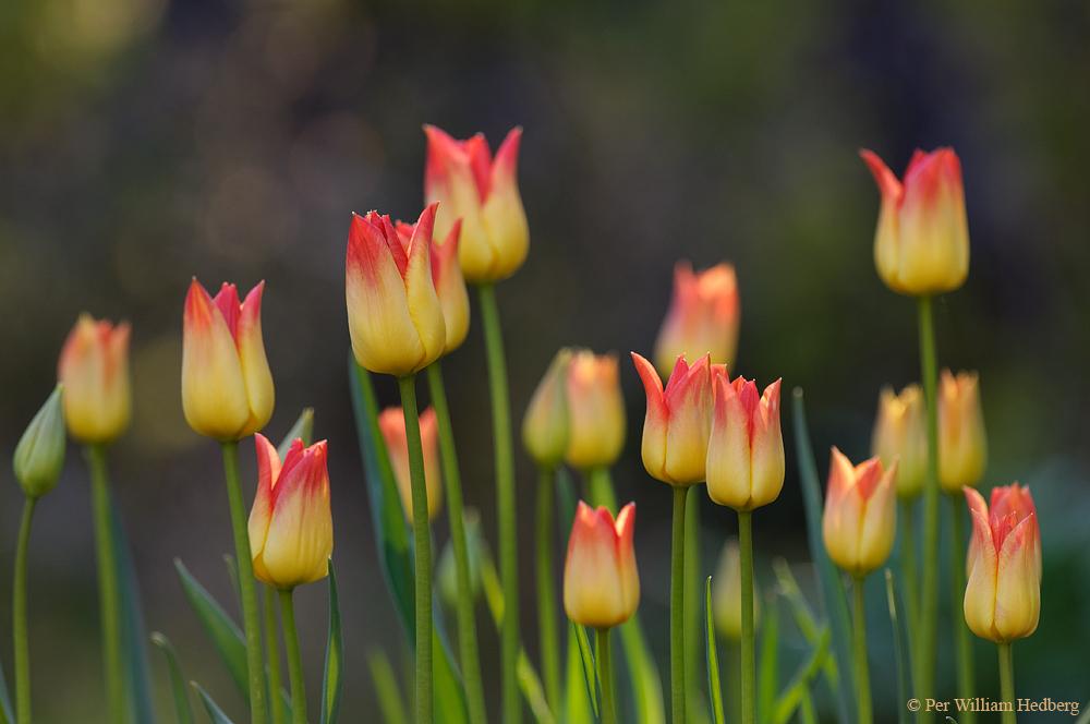 Photo of Triumph Tulip (Tulipa 'Aperitif') uploaded by William