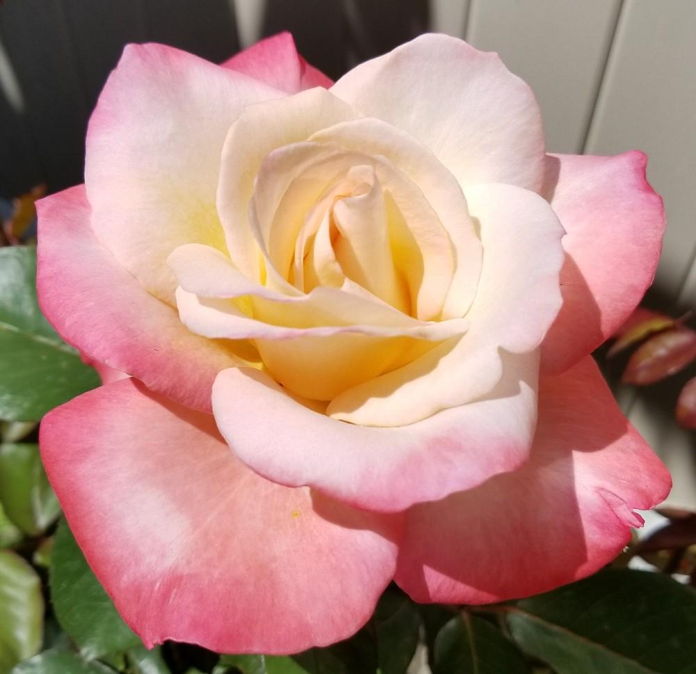 Photo of Rose (Rosa 'Gemini') uploaded by clcroses