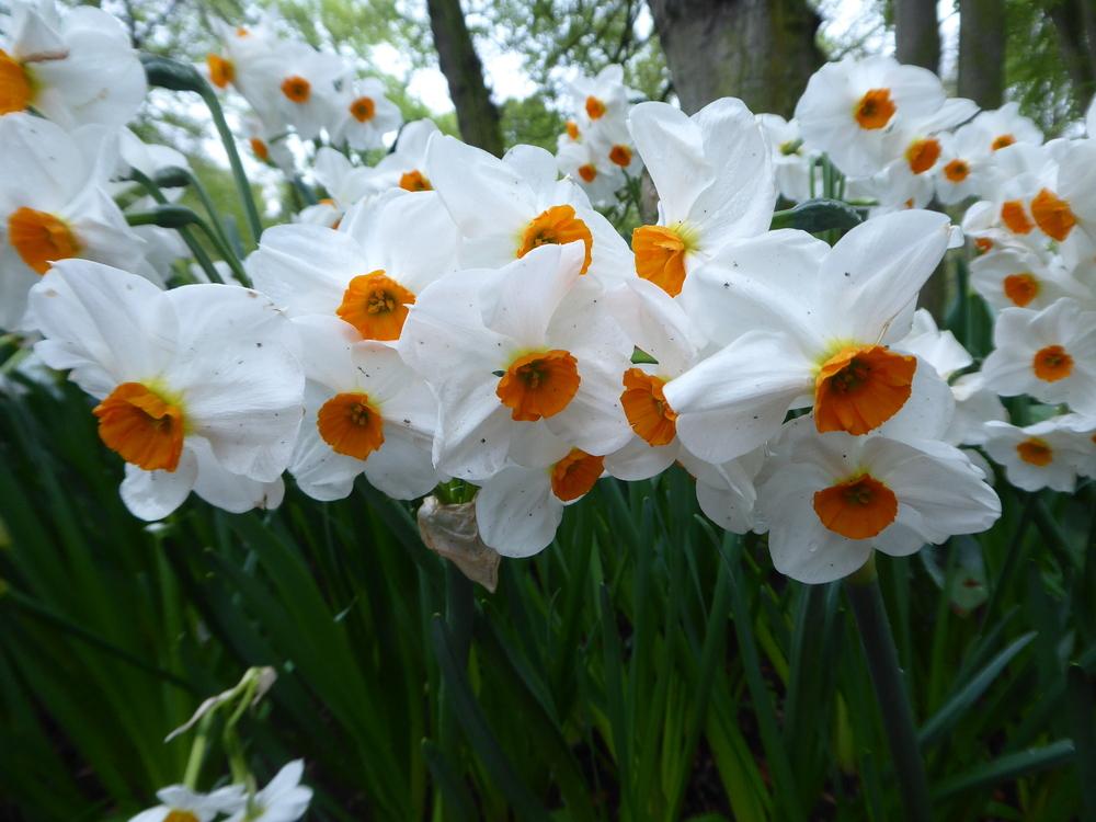 Photo of Daffodil (Narcissus 'Geranium') uploaded by mellielong