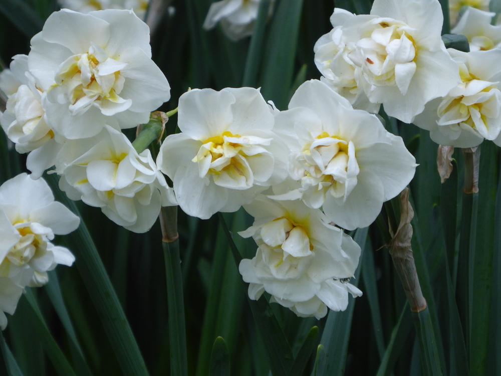 Photo of Double Daffodil (Narcissus 'Cheerfulness') uploaded by mellielong