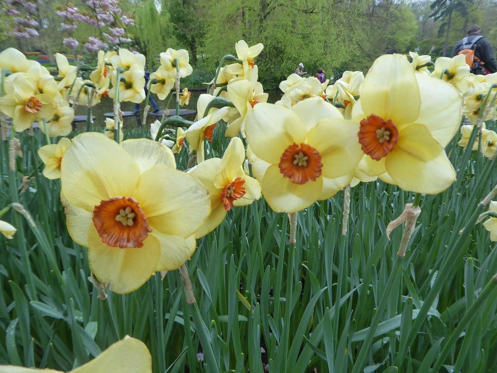 Photo of Small Cupped Daffodil (Narcissus 'Altruist') uploaded by mellielong
