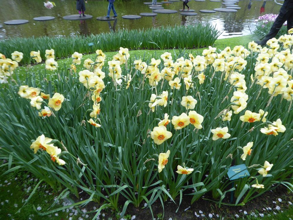 Photo of Small Cupped Daffodil (Narcissus 'Altruist') uploaded by mellielong