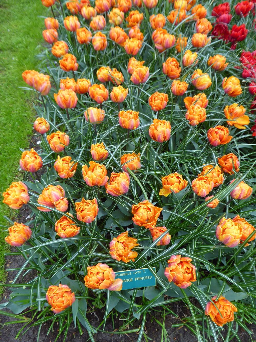 Photo of Peony-flowered Tulip (Tulipa 'Orange Princess') uploaded by mellielong