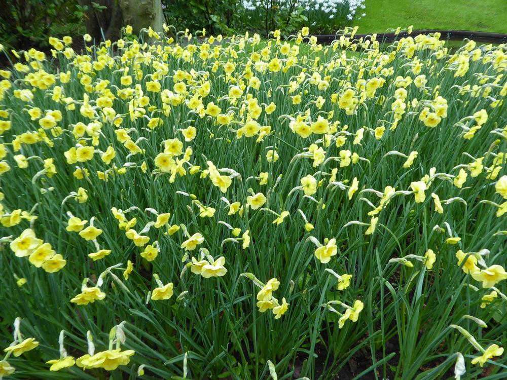 Photo of Jonquilla Daffodil (Narcissus 'Sun Disc') uploaded by mellielong