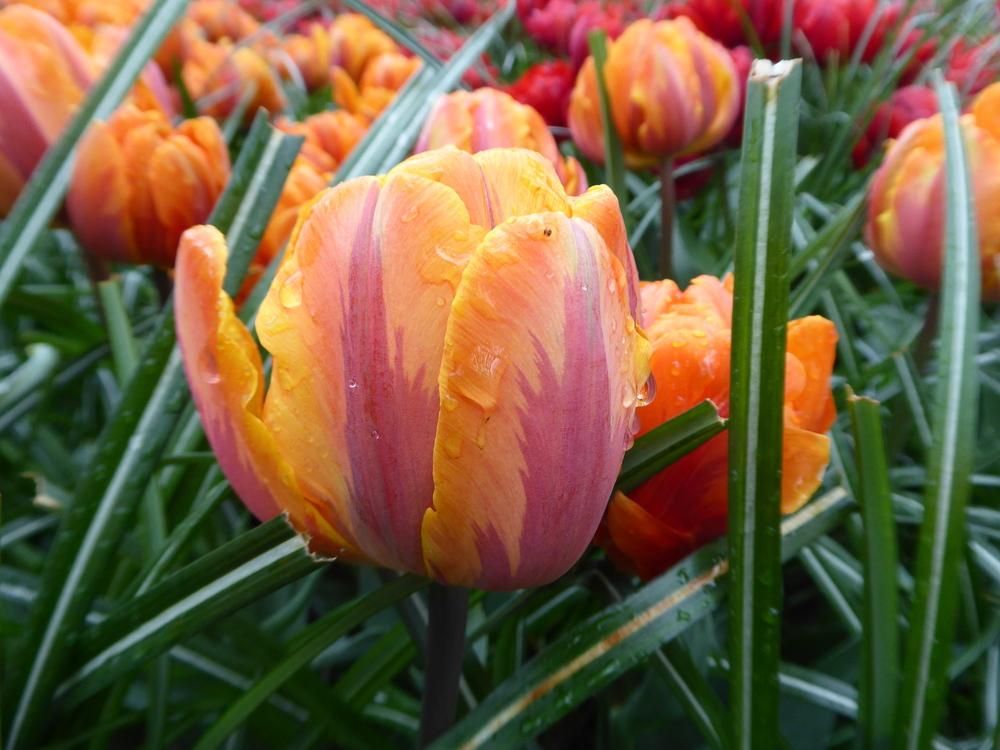 Photo of Peony-flowered Tulip (Tulipa 'Orange Princess') uploaded by mellielong