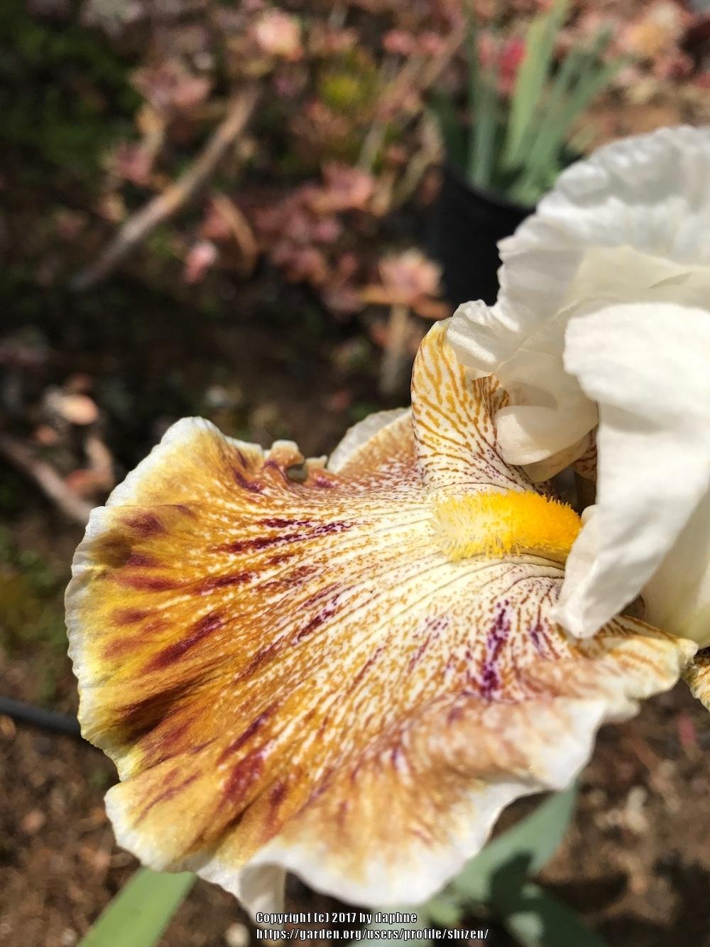 Photo of Tall Bearded Iris (Iris 'Owyhee Desert') uploaded by shizen