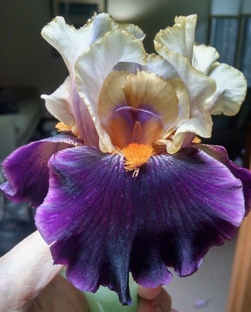 Photo of Tall Bearded Iris (Iris 'Secret Service') uploaded by txtreehugger