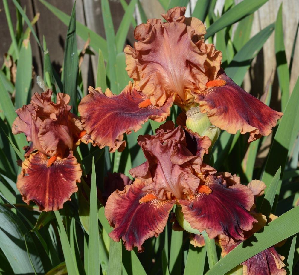 Photo of Tall Bearded Iris (Iris 'Drinks at Sunset') uploaded by AndreaD
