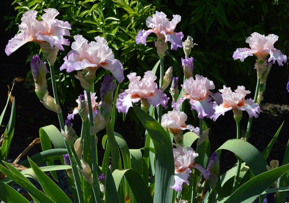 Photo of Tall Bearded Iris (Iris 'Blowing Kisses') uploaded by AndreaD