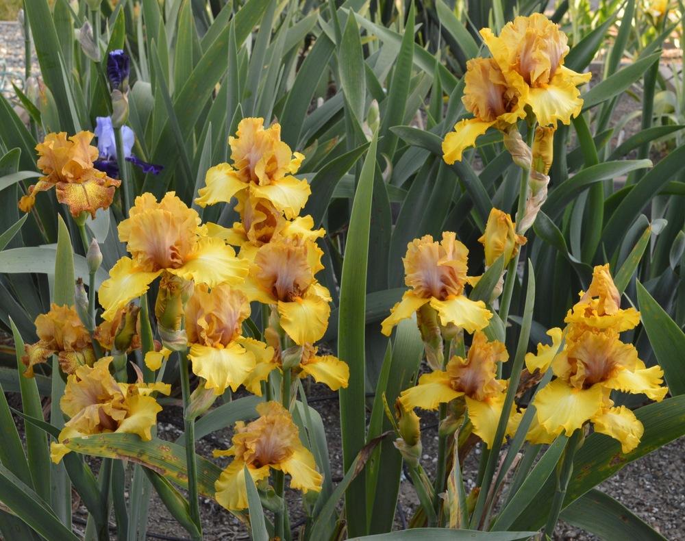 Photo of Tall Bearded Iris (Iris 'Nouveau Riche') uploaded by AndreaD