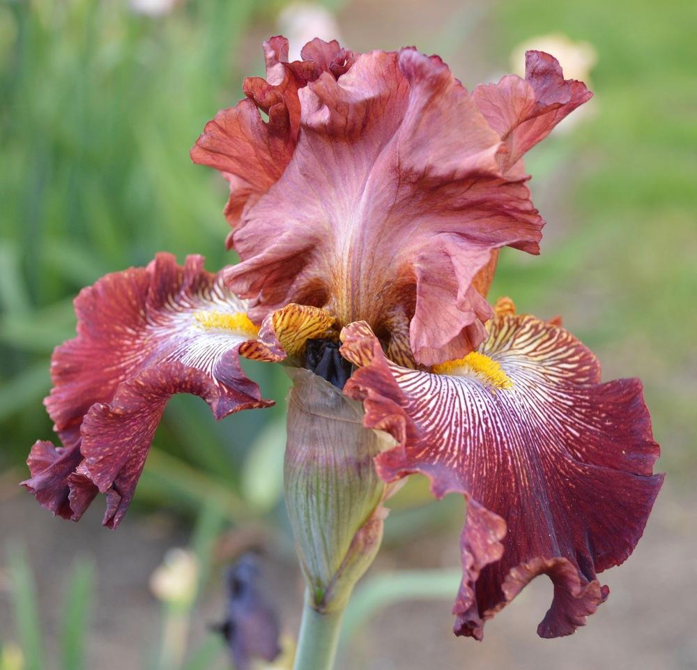 Photo of Tall Bearded Iris (Iris 'Dare Me') uploaded by AndreaD