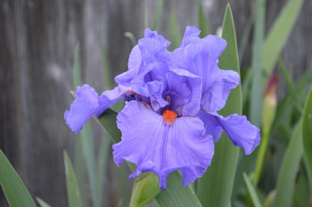 Photo of Tall Bearded Iris (Iris 'Pacific Fire') uploaded by AndreaD