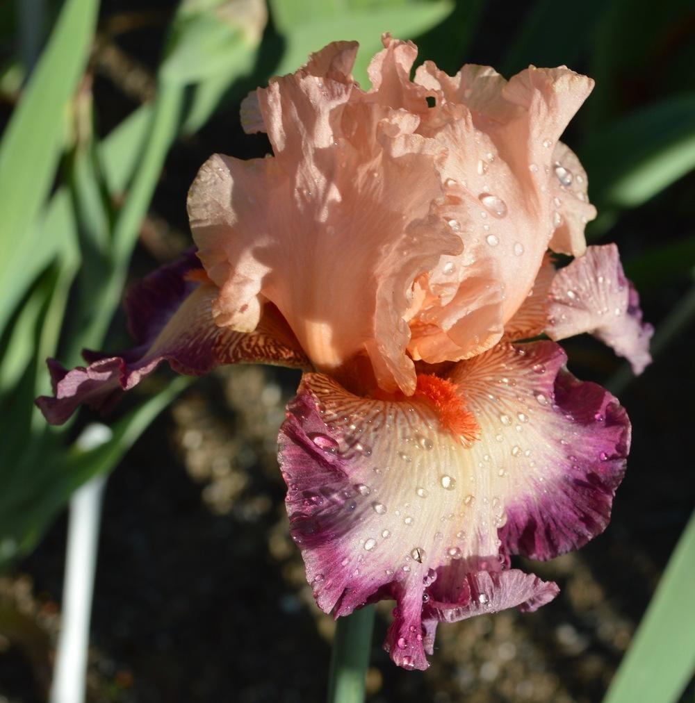 Photo of Tall Bearded Iris (Iris 'Come Away with Me') uploaded by AndreaD