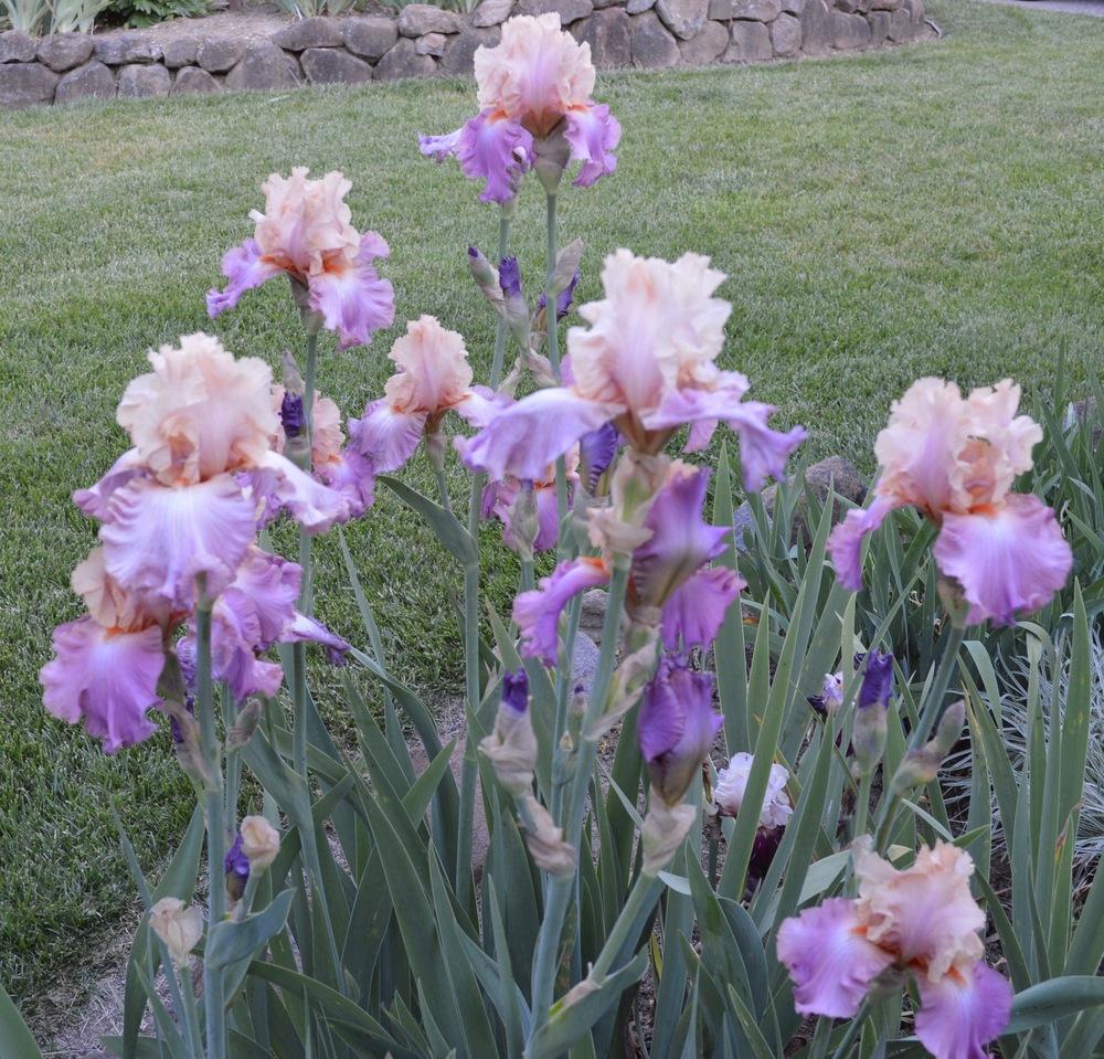 Photo of Tall Bearded Iris (Iris 'Sweet Musette') uploaded by AndreaD