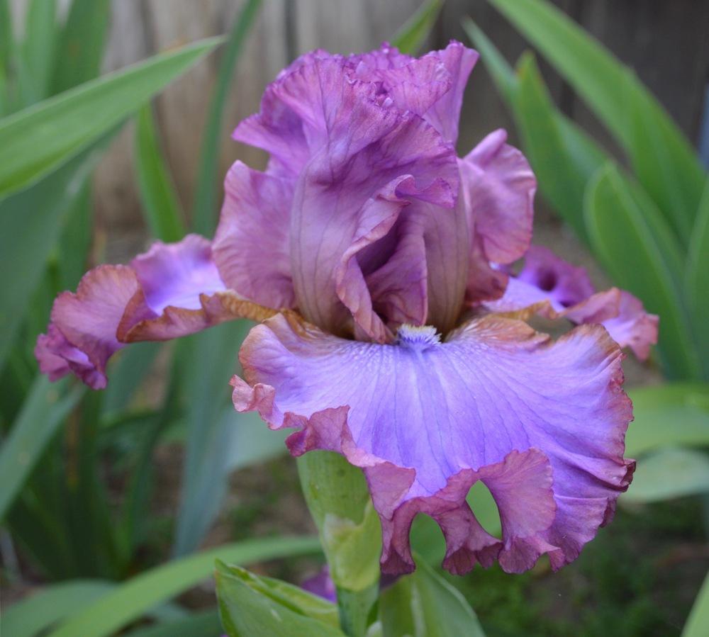 Photo of Tall Bearded Iris (Iris 'Strut Your Stuff') uploaded by AndreaD