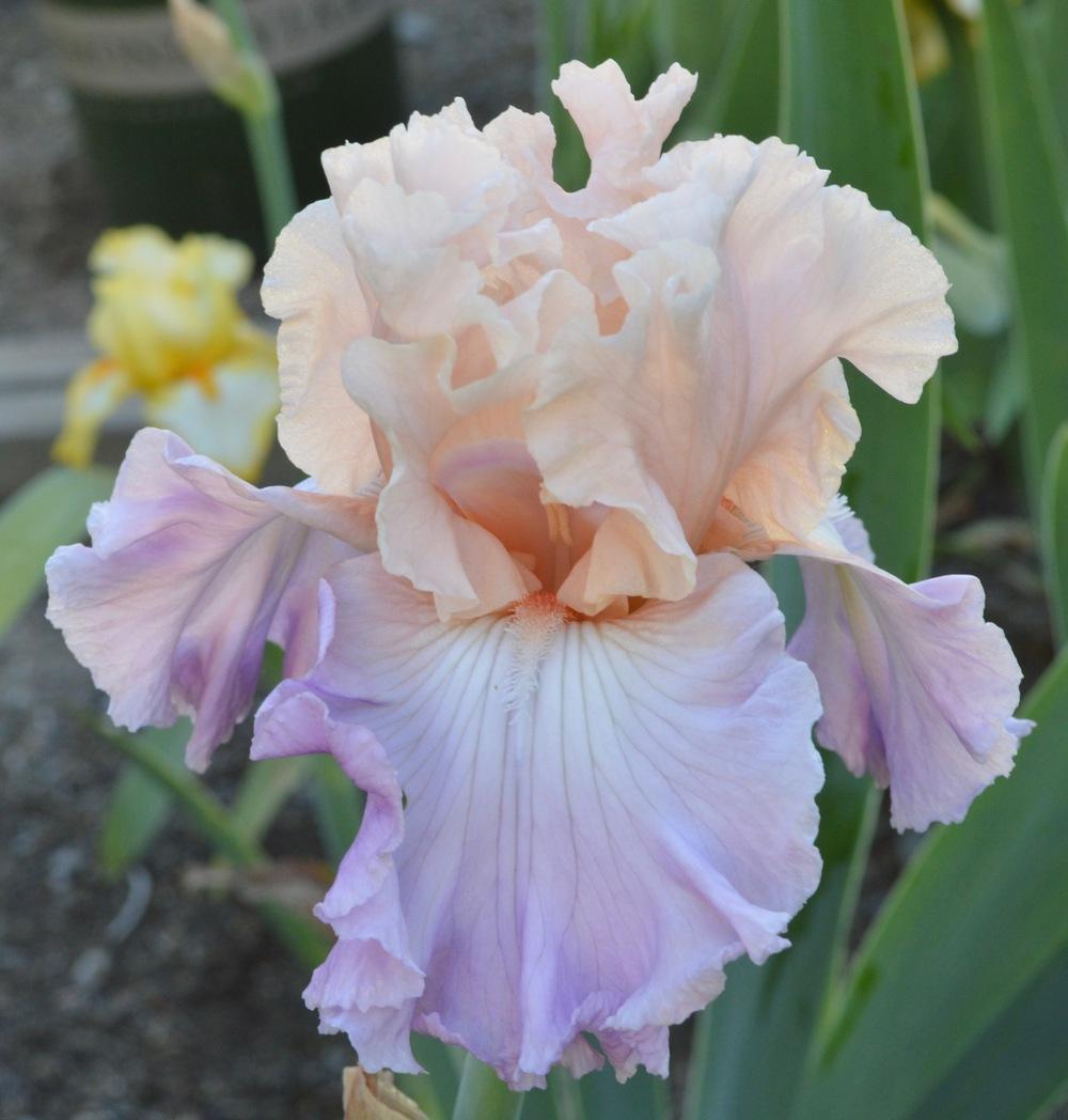 Photo of Tall Bearded Iris (Iris 'Venita Faye') uploaded by AndreaD