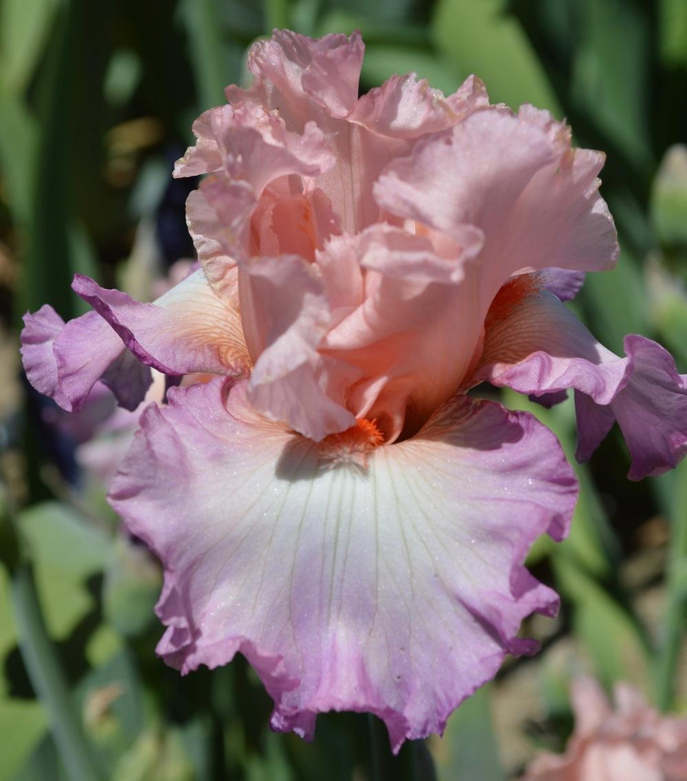 Photo of Tall Bearded Iris (Iris 'Blowing Kisses') uploaded by AndreaD