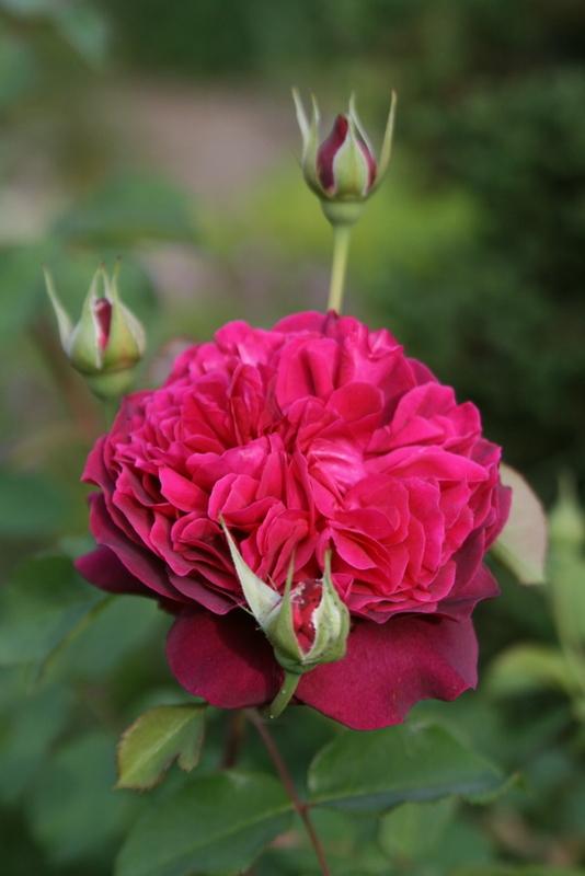 Photo of Rose (Rosa 'William Shakespeare 2000') uploaded by Calif_Sue