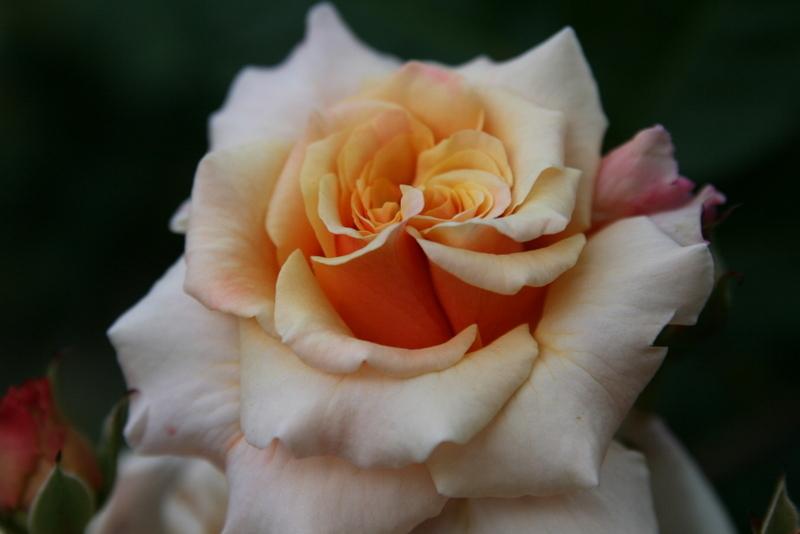 Photo of Rose (Rosa 'Caramella') uploaded by Calif_Sue