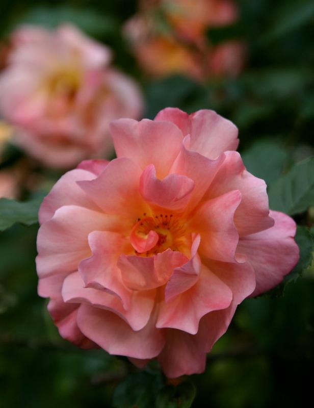 Photo of Rose (Rosa 'Westerland') uploaded by Calif_Sue