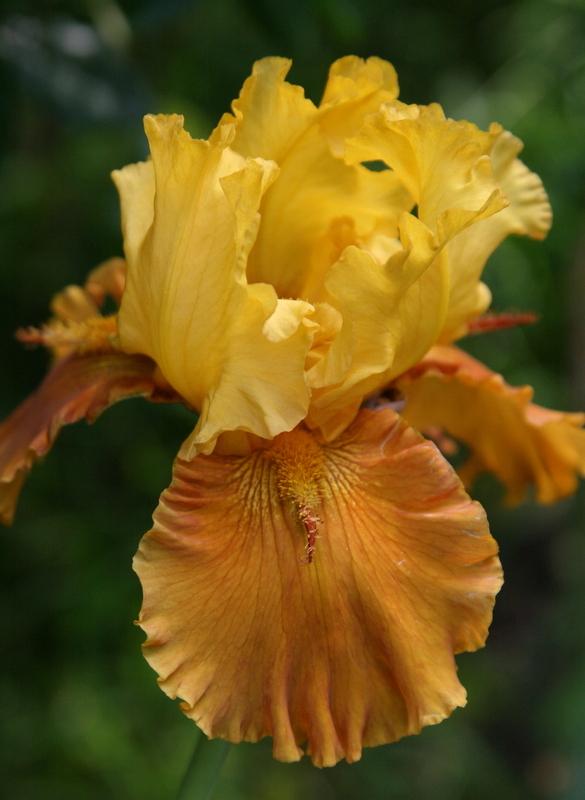 Photo of Tall Bearded Iris (Iris 'Blazing Beacon') uploaded by Calif_Sue
