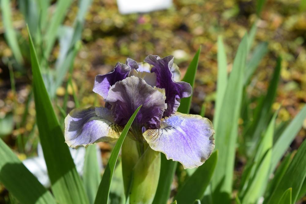 Photo of Standard Dwarf Bearded Iris (Iris 'Celtic Faerie') uploaded by Dachsylady86
