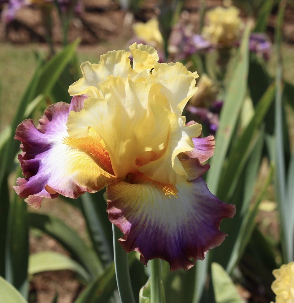 Photo of Tall Bearded Iris (Iris 'Rainbow High') uploaded by Moiris